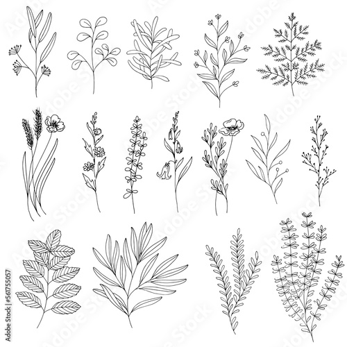 Set of hand drawn outline vector sketch illustrations of wild flowers and foliage
