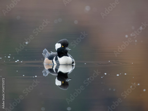 Hooded merganser, Lophodytes cucullatus photo