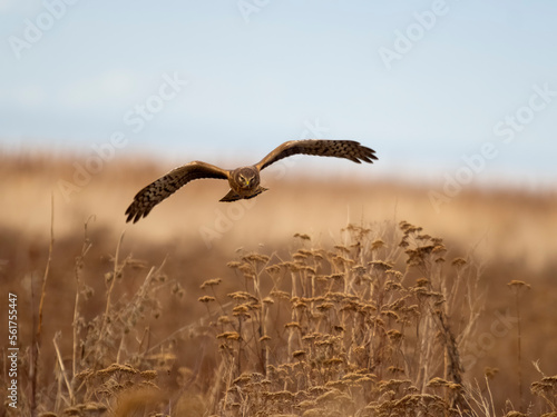 Northern harrier, Circus. hudsonius photo