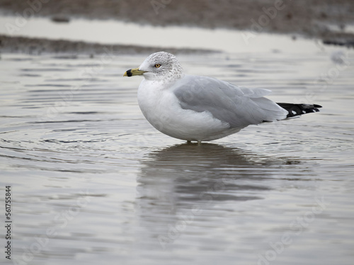 Ring-billed gull, Larus delawarensis © Erni