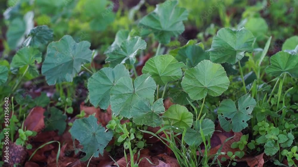foglie di malva foglie di malva