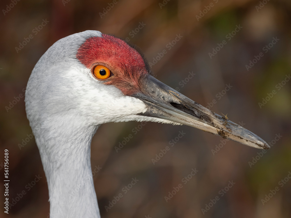 Fototapeta premium Sandhill crane, Grus canadensis