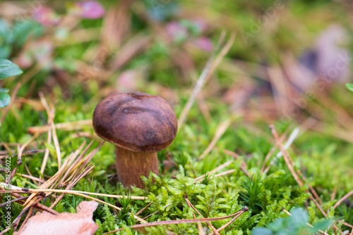 Edible brown bay bolete mushroom or Boletus Badius (Imleria badi) growing in autumn green moss. Organic, natural food from the forest. 
