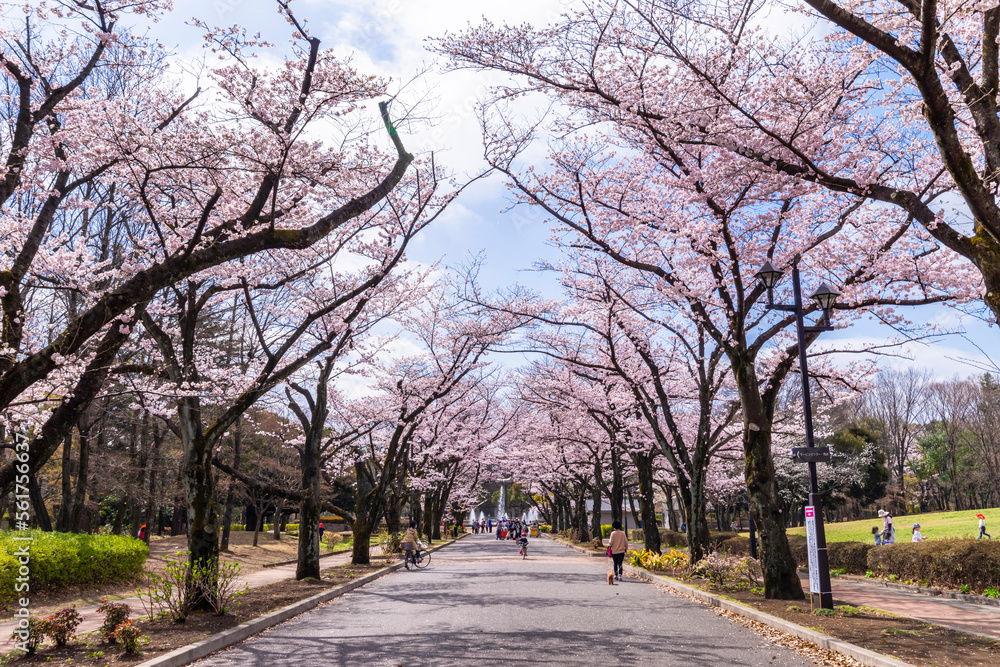 桜咲く府中の森公園「花のプロムナード」の風景