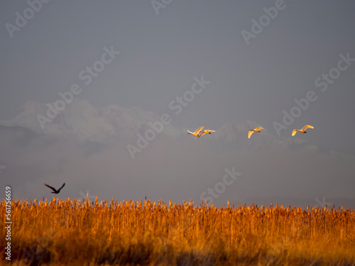 Tablou pe pânză Trumpeter swan, Cygnus buccinator