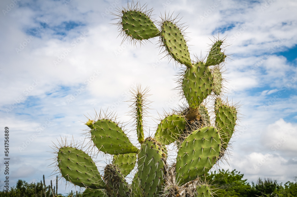 A prickly pear cactus (Opuntia) growing high up into the sky on the caribbean island Curacao. A prickly pear cactus (Opuntia) growing high up into the sky on the caribbean island Curacao.
