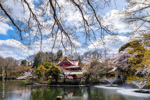 桜咲く井の頭池と井の頭弁財天の風景（2022年3月） © picture cells