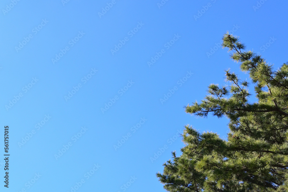 松の木と青空 松の木と青空