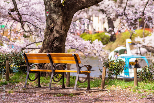 桜が満開の井の頭恩賜公園・無人のベンチと井の頭池のスワンボート（2022年3月） photo