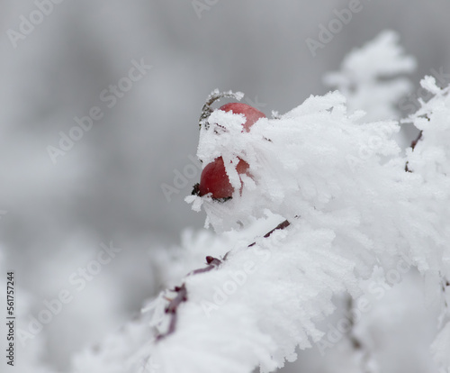 Winter, frost. Rosehip berry in the hoarfrost © Юрій Балагула