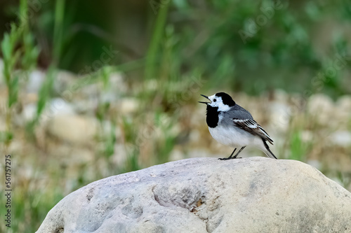 Singing wagteil. Sitting on a large stone near the river. Genus species Motacilla alba. © Robert Adami