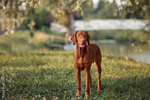 One brown young dog of the Hungarian Vizsla breed stands in a meadow on a summer evening and looks at the owner. Concept for article, blog, pet products. Medium plan. Summer landscape.