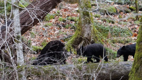 Mother Black Bear and Three Cubs walking across Log in Forest of Great Smoky Mountains photo