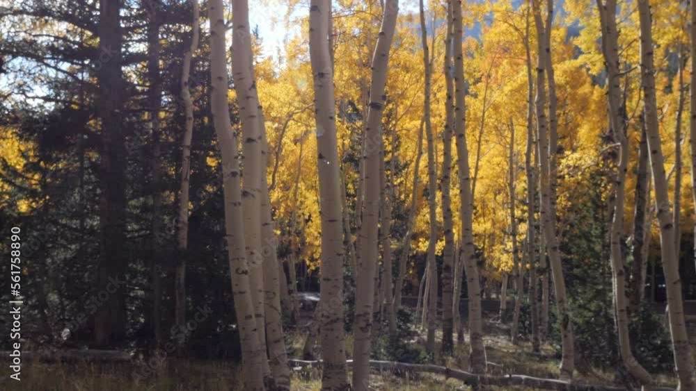 Aspen Tree Grove with Golden Yellow Leaves During Fall Colors Aspen Tree Grove with Golden Yellow Leaves During Fall Colors