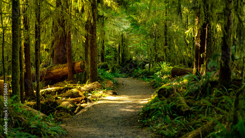 Fototapeta Naklejka Na Ścianę i Meble -  Hike through the forest along the Lake Quinault Trail on Lake Quinault in Washington state