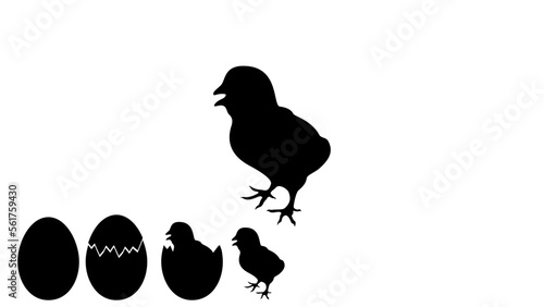 Little chicken silhouette