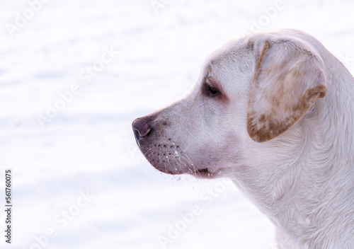 Portrait of a labrador dog on a light background