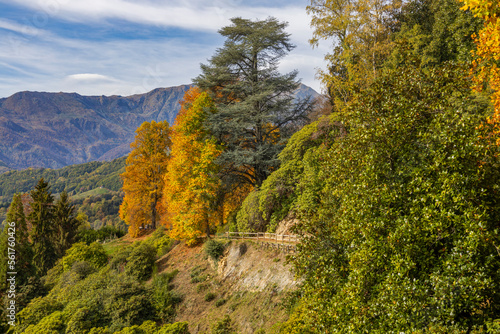 View of the Natural reserve of the Burcina  Felice Piacenza  Park in autumn   province of Biella  Piedmont  Italy.