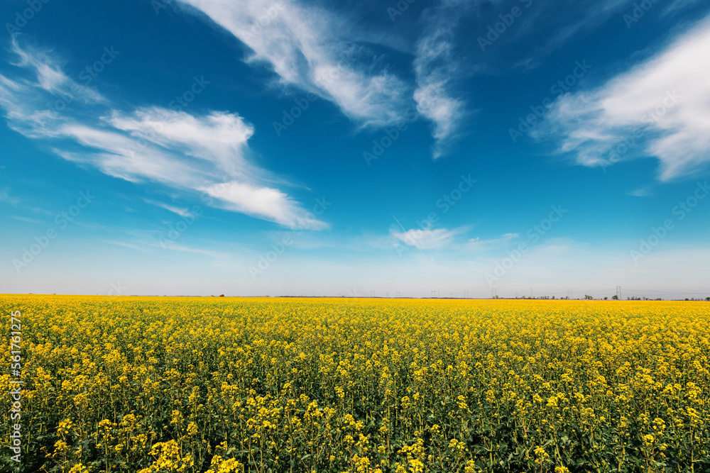 Wide angle landscape shot of blooming canola rapeseed field on sunny spring day