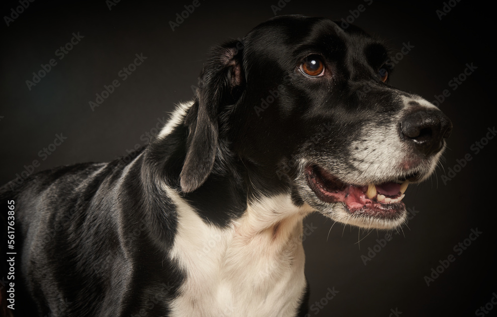 Retrato cercano de perro blanco y negro sobre fondo