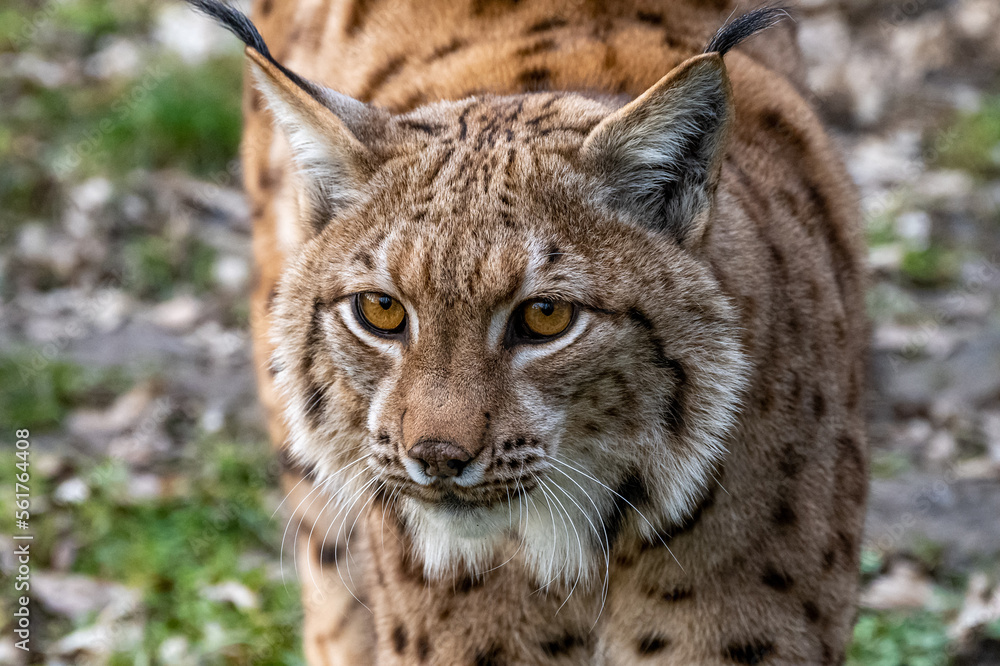 Portrait of beautiful Eurasian lynx (Lynx lynx) in the forest of the Carpathian mountains, Slovakia