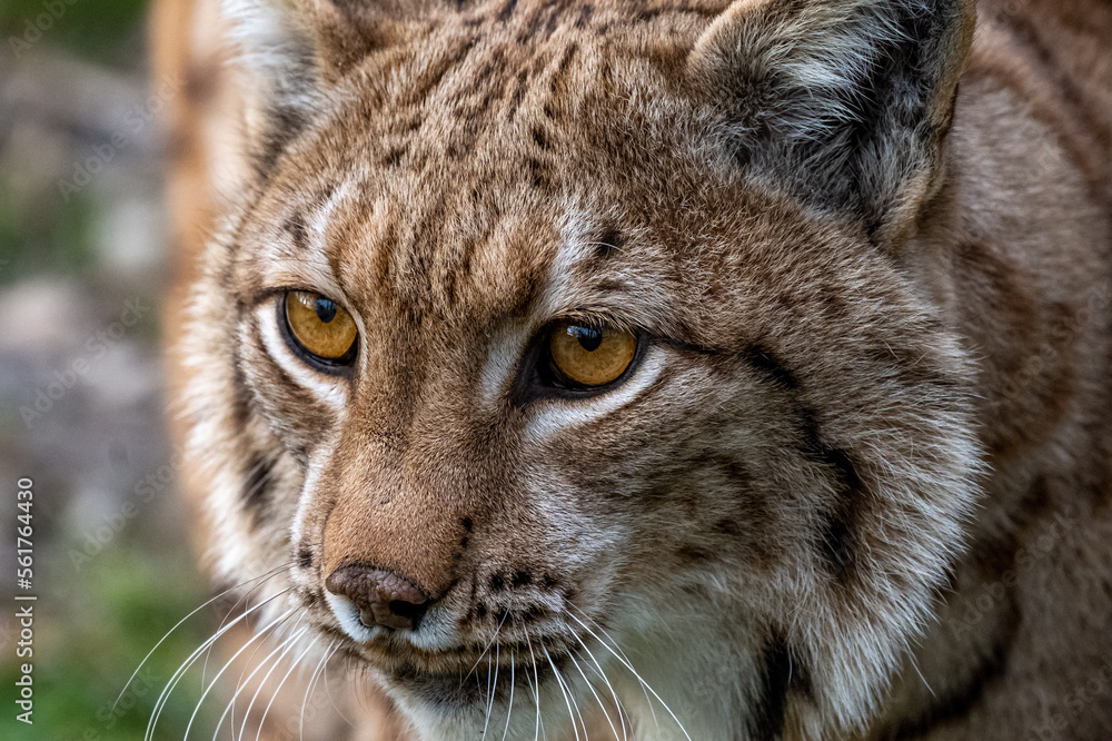 Portrait of beautiful Eurasian lynx (Lynx lynx) in the forest of the Carpathian mountains, Slovakia