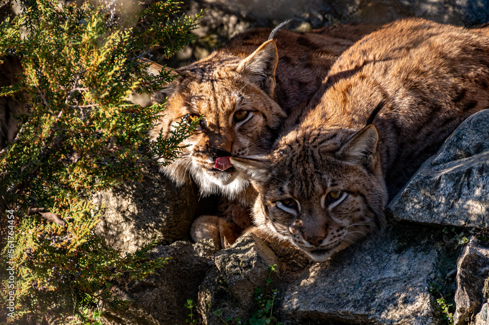 Couple of Eurasian lynx (Lynx lynx) in the Carpathian forest, Slovakia.