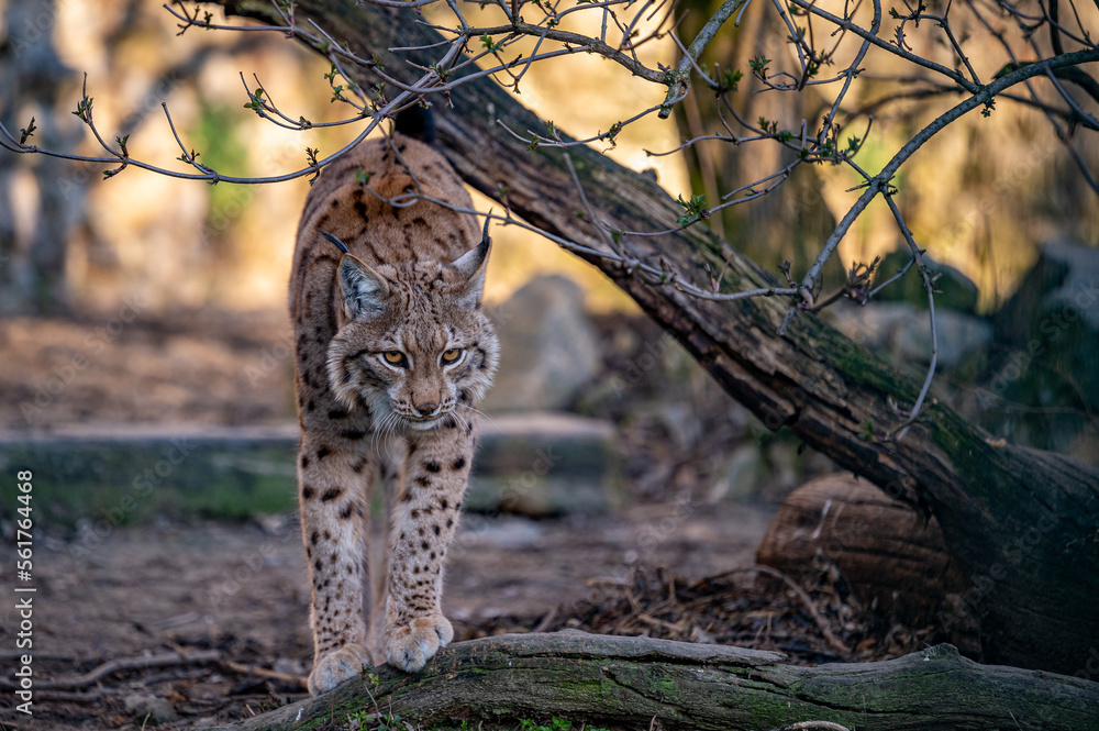 Obraz premium Endangered Eurasian lynx (Lynx lynx) walking in the forest in evening light, Carpathian mountains, Slovakia.
