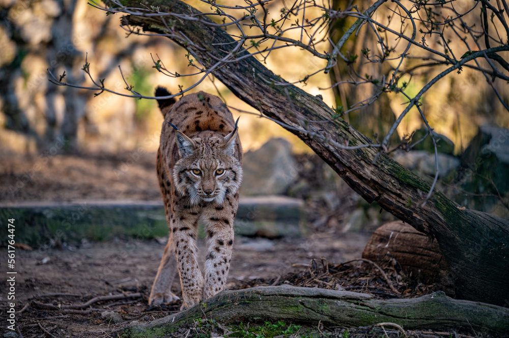 Endangered Eurasian lynx (Lynx lynx) walking in the forest in evening light, Carpathian mountains, Slovakia.