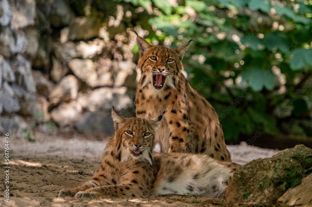 Couple of Eurasian lynx (Lynx lynx) in the Carpathian forest, Slovakia.