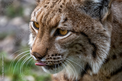 Portrait of beautiful Eurasian lynx  Lynx lynx  in the forest of the Carpathian mountains  Slovakia