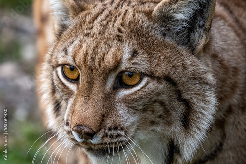 Obraz na płótnie Portrait of beautiful Eurasian lynx (Lynx lynx) in the forest of the Carpathian mountains, Slovakia w salonie