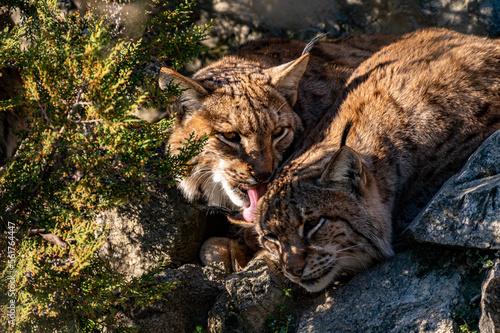 Obraz na płótnie Couple of Eurasian lynx (Lynx lynx) in the Carpathian forest, Slovakia. w salonie