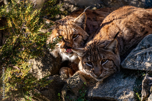 Obraz na płótnie Couple of Eurasian lynx (Lynx lynx) in the Carpathian forest, Slovakia. w salonie