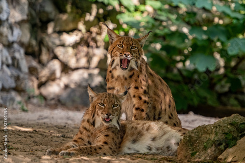 Couple of Eurasian lynx (Lynx lynx) in the Carpathian forest, Slovakia.