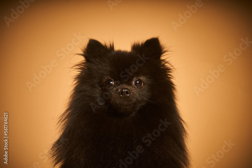 Foto Retrato pomerania negro sobre fondo marrón