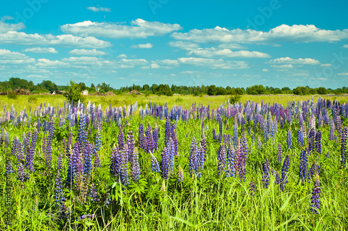 Fototapeta Naklejka Na Ścianę i Meble -  purple meadow flowers in summer on a meadow against a background of blue sky and clouds