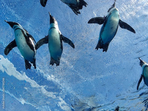 Bottom view of penguin