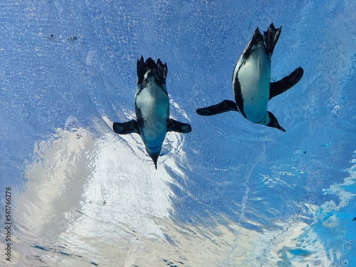 Bottom view of penguin