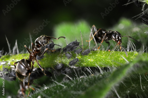 Garden ants (Lasius niger) tending black aphids