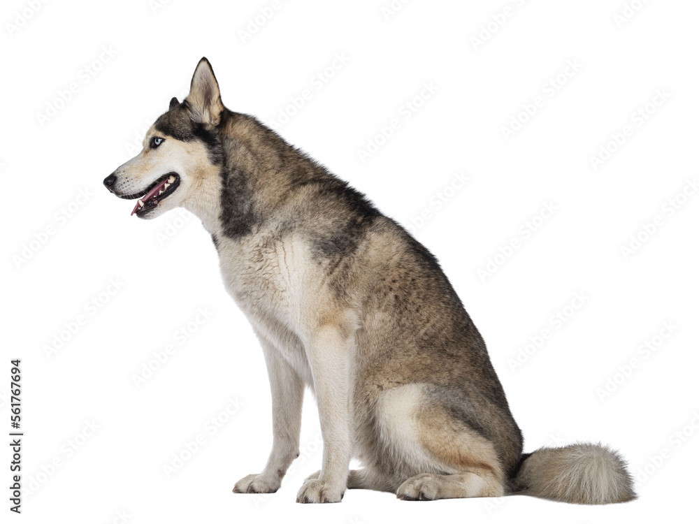 Beautiful young adult Husky dog, sitting side ways. Looking straight ahead with light blue eyes. Mouth open. Isolated cutout on transparent background.