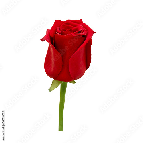 Fototapeta Naklejka Na Ścianę i Meble -  Red rose bud isolated on white background