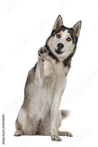 Beautiful young adult Husky dog, sitting facing front with one paw high up / hogh five. Looking towards camera with light blue eyes. Mouth open. Isolated cutout on transparent background. photo