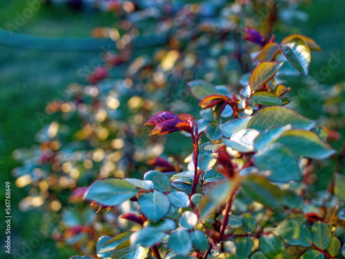 young leaves on tea rose bushes in the garden