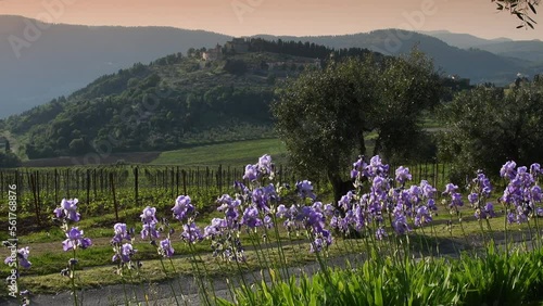 Blooming Irises swaying in the wind in the Chianti region of Tuscany at sunset near the medieval village of Nipozzano, with olive trees and grapevines in the background. Italy. photo