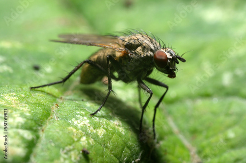 small dung fly resting on a leaf