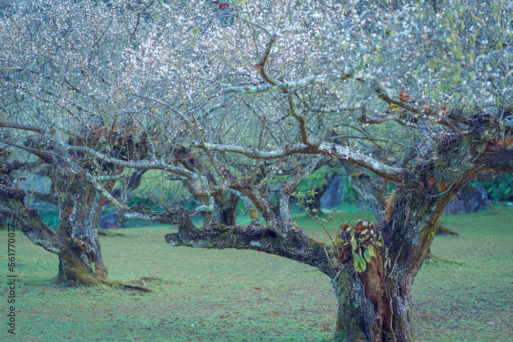 Beautiful nature of Chinese Plum Trees, Japanese apricot white blossom ...