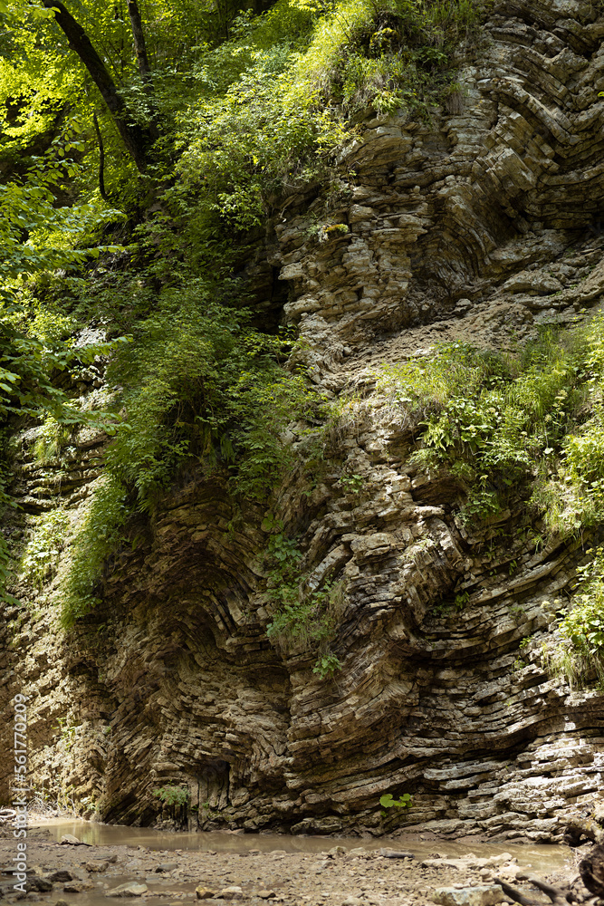 Wall of layered rocks with bizarre wavy curved pattern in canyon overgrown green lush plants, moss, branches of trees and creek in sunbeams in summer sunny day, texture, background, detail, vertical. Wall of layered rocks with bizarre wavy curved pattern in canyon overgrown green lush plants, moss, branches of trees and creek in sunbeams in summer sunny day, texture, background, detail, vertical.