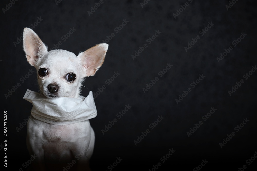 A small dog of the Chihuahua breed tilts its head in front of itself. A white gauze bandage is hanging around the neck to protect against the virus. Black background, studio