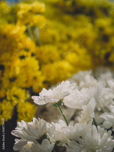 Flower Chrysanthemum in blur background Bunga Krisan photo